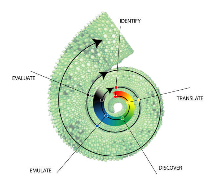 Espiral do Design Biomimético