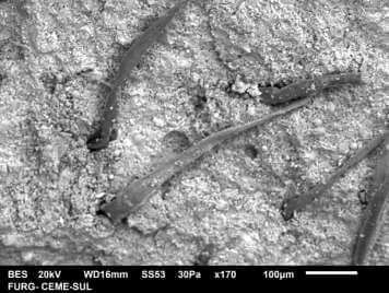 imagem em MEV de feixes de fibras lignocelulósicas refinadas: