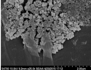 Micrografia de uma Apatita dopada com nanopartículas de ferro dispersas.